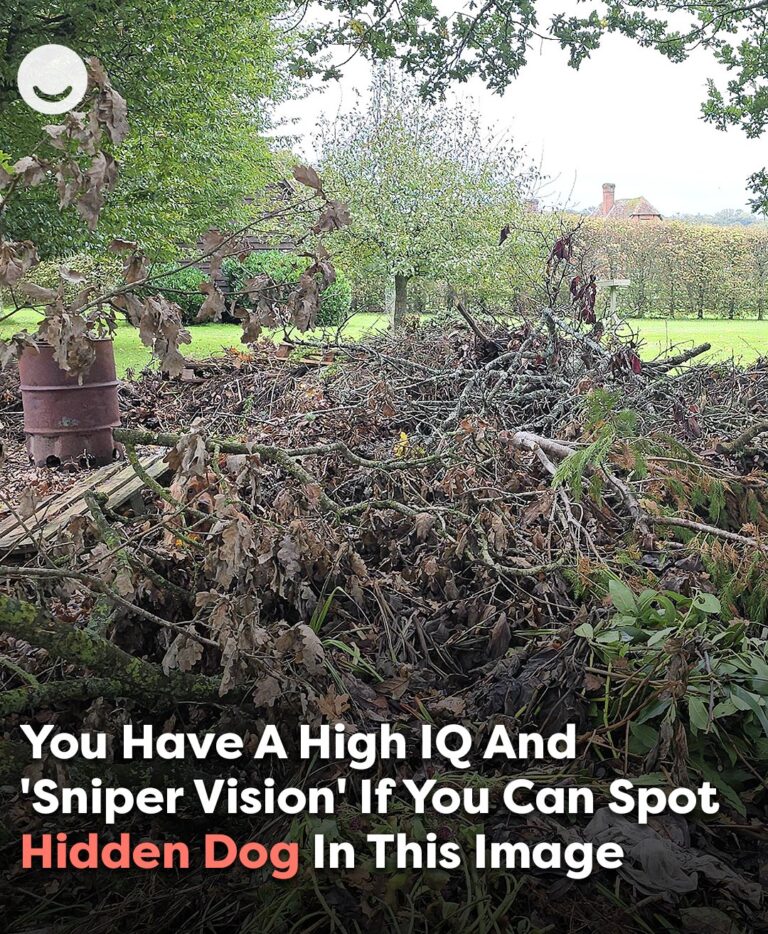 “Can you find the sneaky pup? Only eagle-eyed viewers will spot it!”