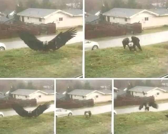 Giant Eagle captured in Bro…