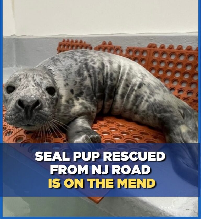 Seal pup rescued on NJ street after blizzard is recovering, center says