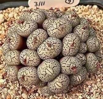 Family Evacuates Home After Unusual Discovery Under Daughter’s Bed