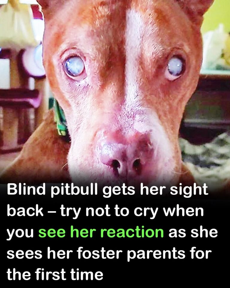 Blind Pit Bull Regains Her Sight and Sees Her Loving Foster Family for the First Time