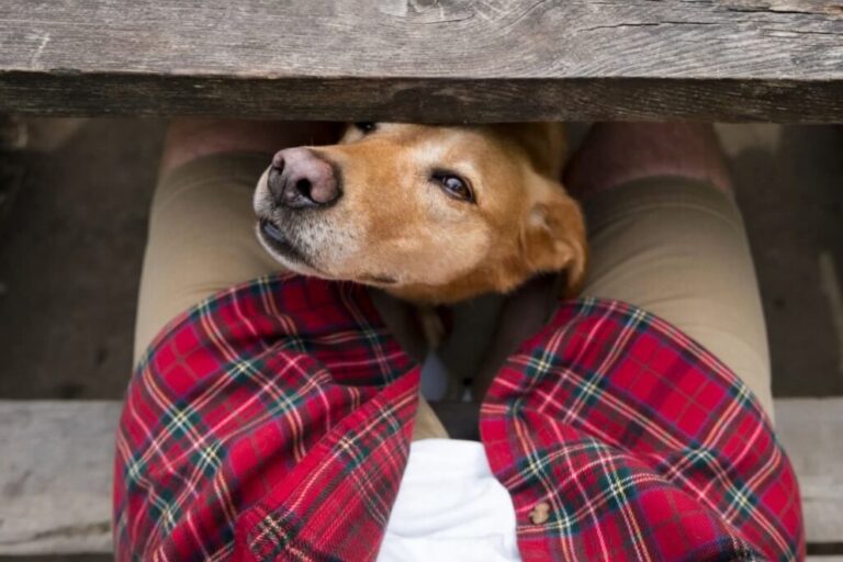 What Your Dog Is Trying to Tell You When They Sniff-