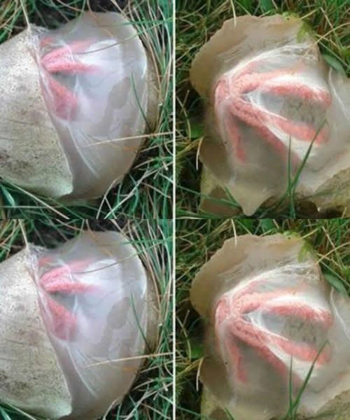 I Found Something Slimy and Rotten in My Yard — Here’s What It Actually Was