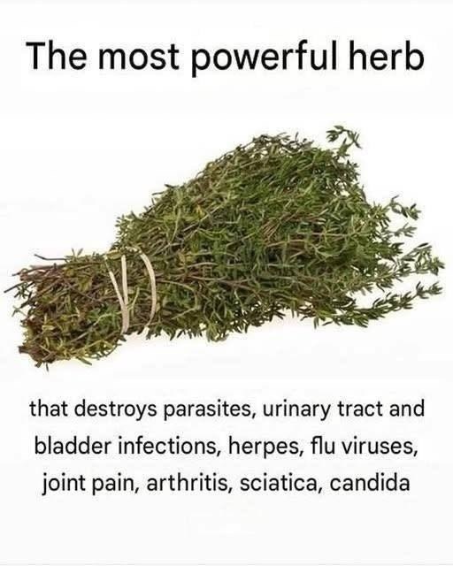 The Top Herb Experts Say You Should Try Today