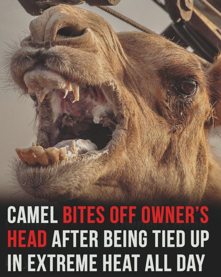 A neglected camel turned on its owner after being left tied for hours in extreme heat.