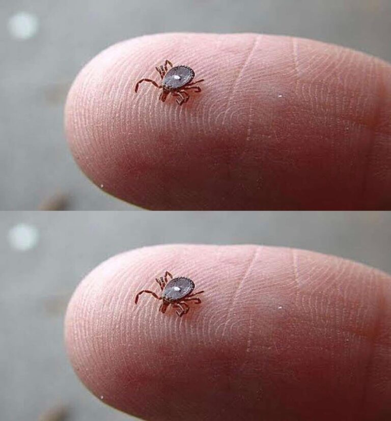 The Tiny Parasite You Might Not Notice—And What to Do If You’re Bitten