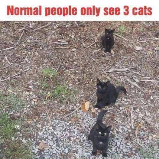 Thousands of People Are Losing Their Minds Over This Viral Image and Most Cannot Find the Fourth Hidden Cat Even After Searching for Hours
