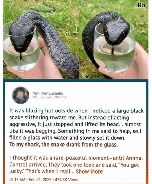 The Snake That Wasn’t Just Thirsty