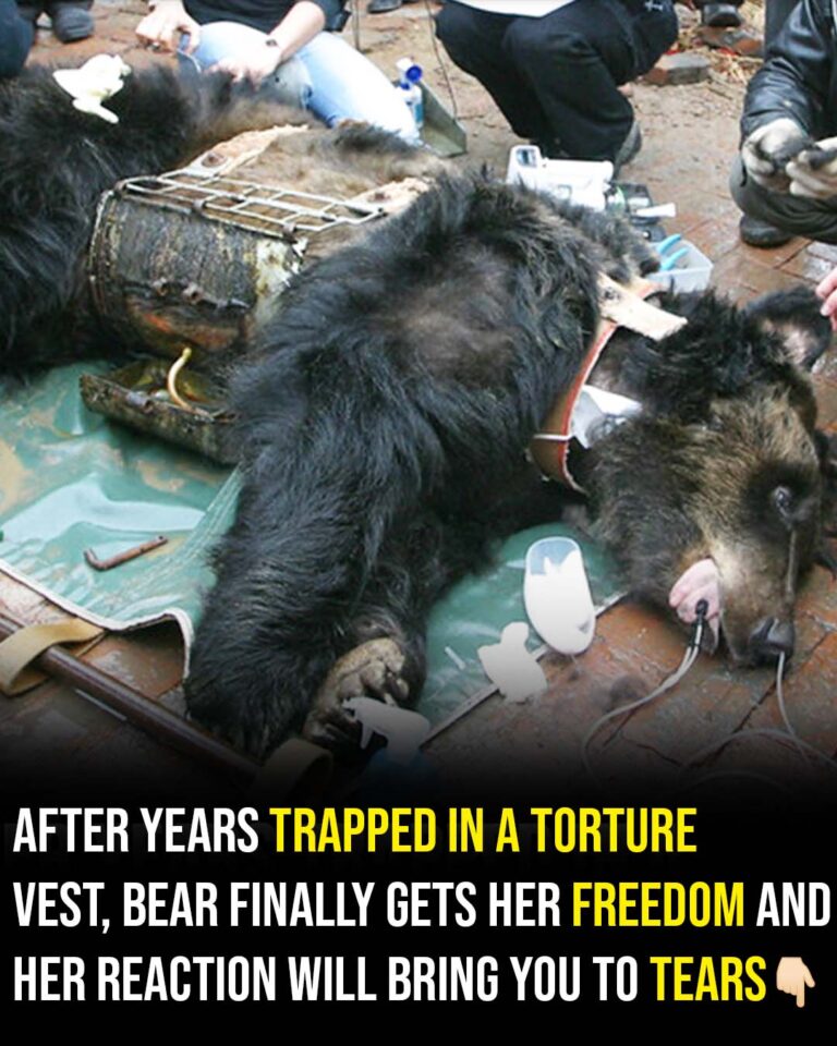 Bear Caesar is finally free after having spent years locked in a torture vest