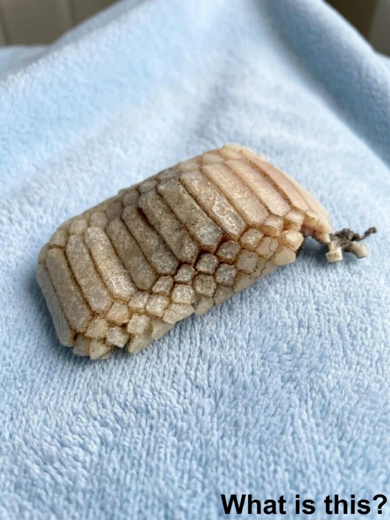 Strange Beach Discovery Leaves Everyone Guessing