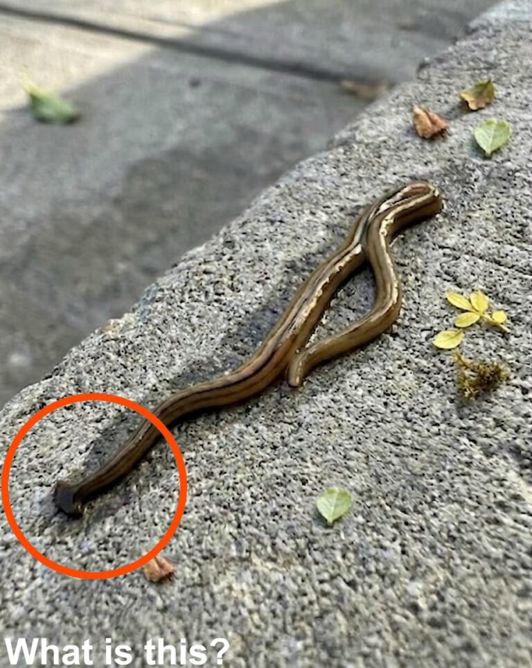 An Early Morning Walk Led to an Unusual Discovery-
