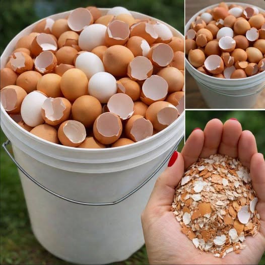 Before You Toss Eggshells, Check Out These 17 Creative Uses