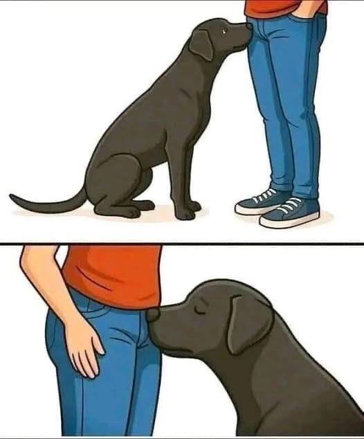 Why Dogs Sniff Our Most Private Areas: Understanding the Science, Instincts, Emotional Intelligence, Communication Signals, Boundaries, and Deep Bond Behind This Natural Canine Behavior That Often Embarrasses Humans but Reveals Remarkable Insight Into How Dogs Perceive People Through Scent, Chemistry, and Compassionate Sensory Awareness