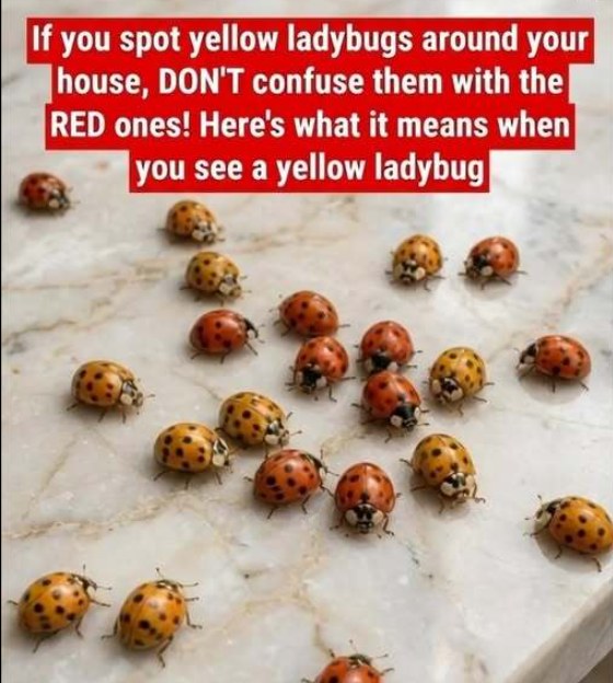 Why Yellow Ladybugs Appear in Gardens and What They Can Tell You About Your Plants