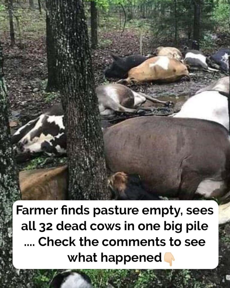 Farmers finds his pasture empty, then stumbles upon all 32 of his cows dead in a pile