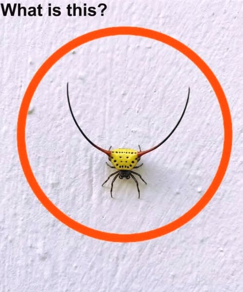 Last night, I walked into my garage, switched on the light, and noticed this on the wall.