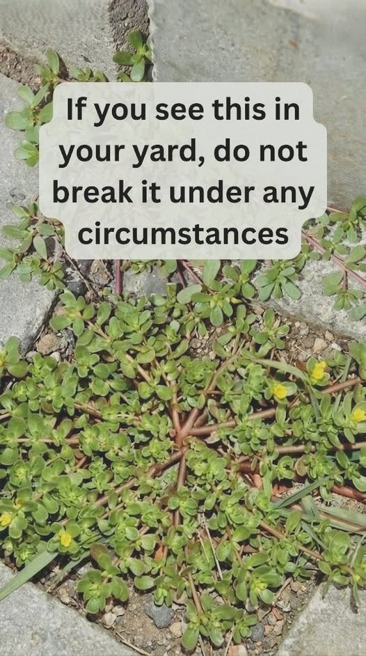 That “Weed” in Your Garden Might Be More Valuable Than You Think — Some Call It a Natural Superfood