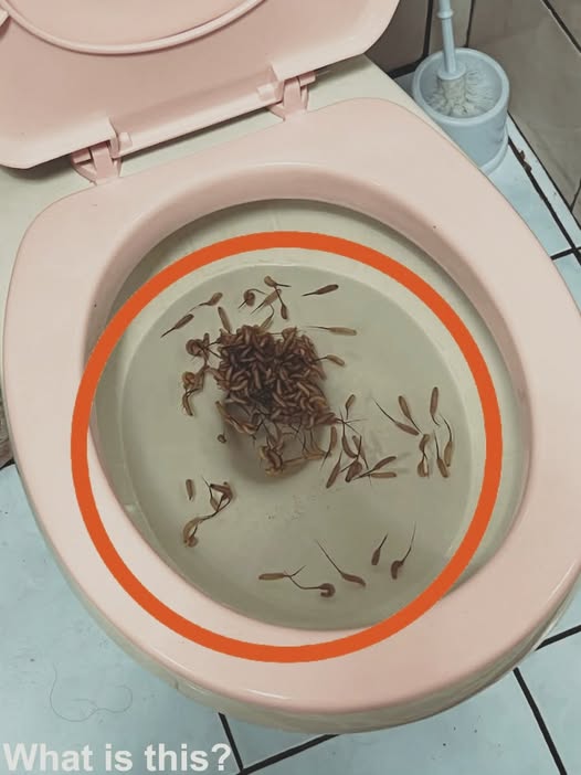 I Discovered Something Alarming Moving Inside My Toilet — and the Explanation Behind It Was Hard to Believe