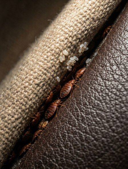 The Strange Object Hidden Inside My Couch Turned Out to Be Far Less Terrifying Than I Expected