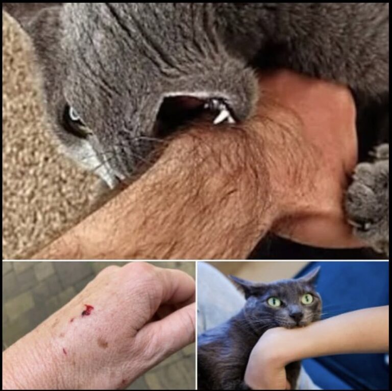 If the cat bites you, here’s what it really means… Check comments  