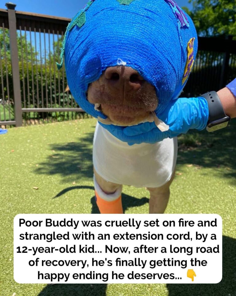 Buddy was cruelly set on fire and strangled with an extension cord – but look at him today