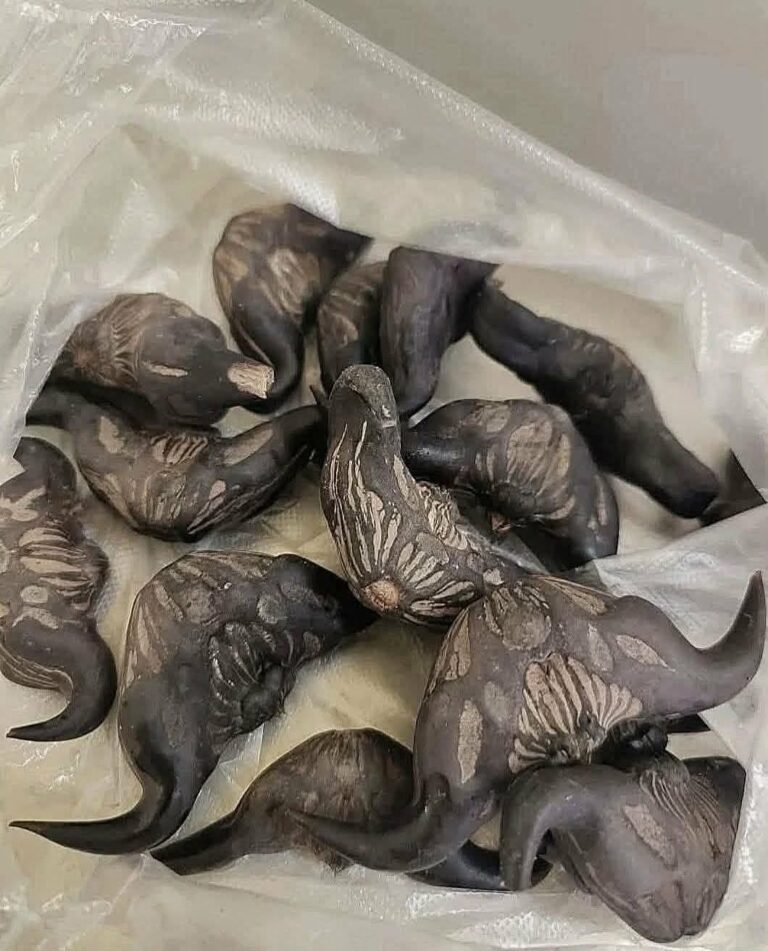 My neighbor gave me a bag of these.anyone know what they are? How do you eat them?